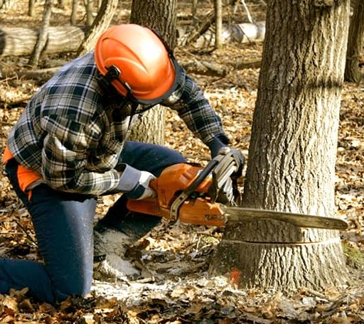 Tree Removal in Sanford, ME